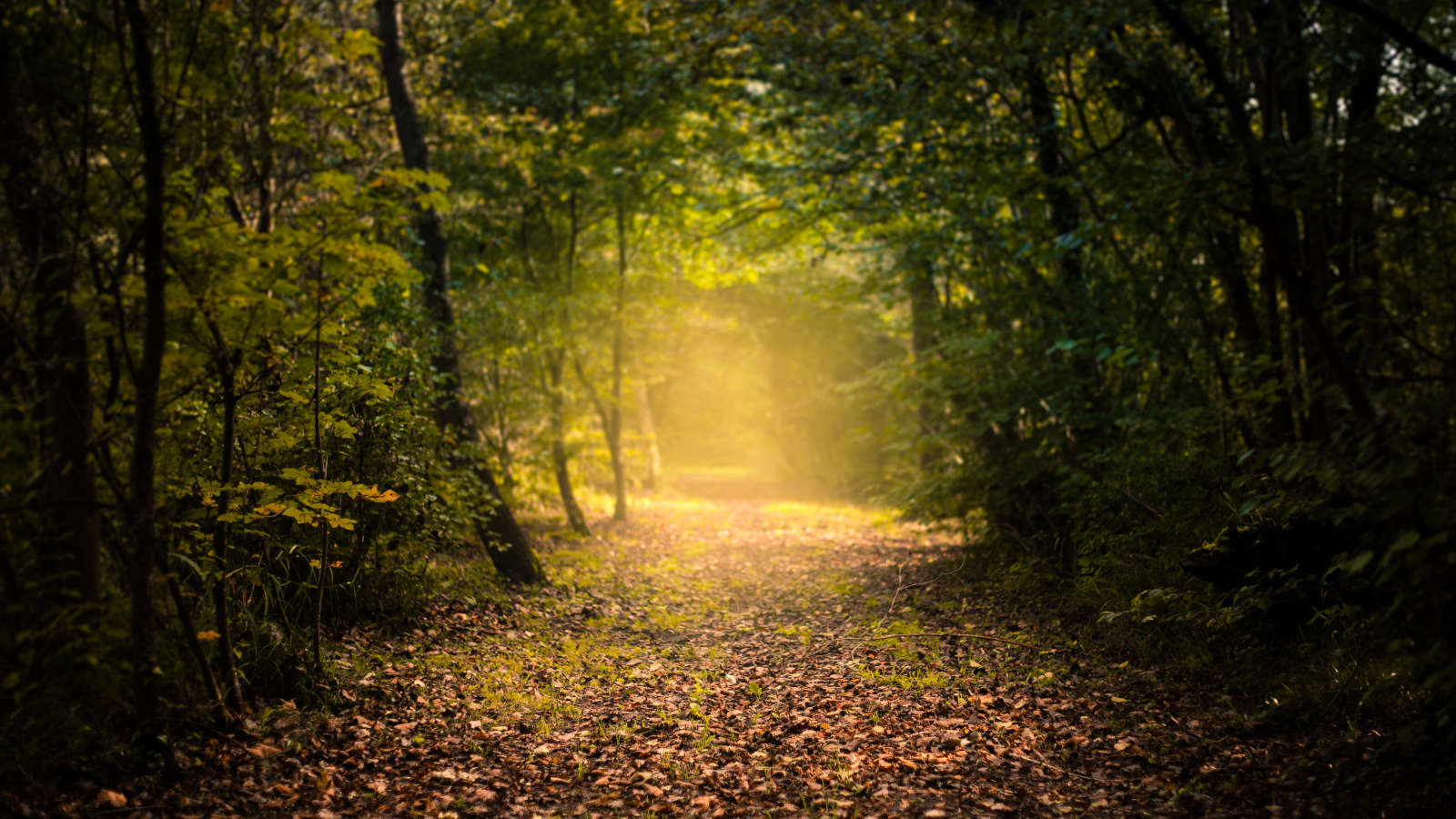 light shining through a pathway in a forest